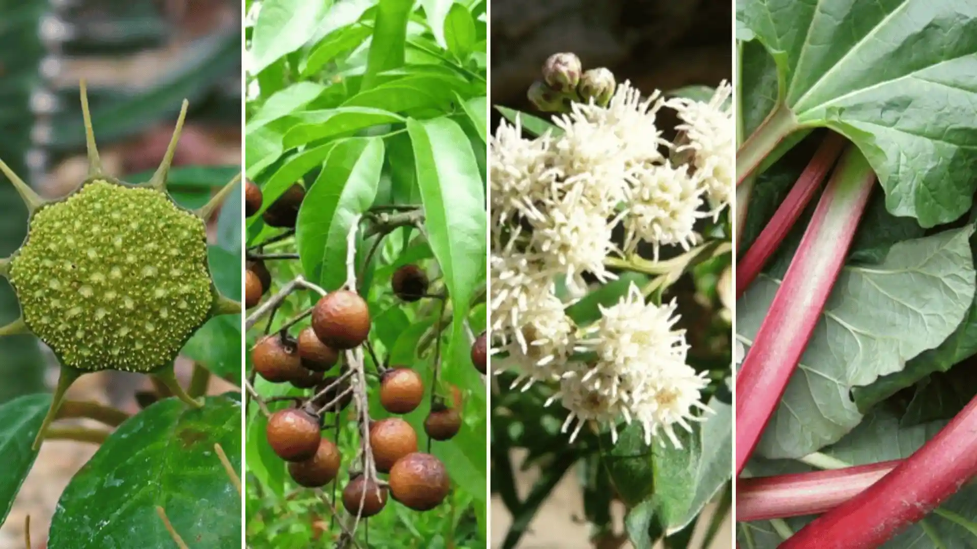 que es la tintura de yerbas